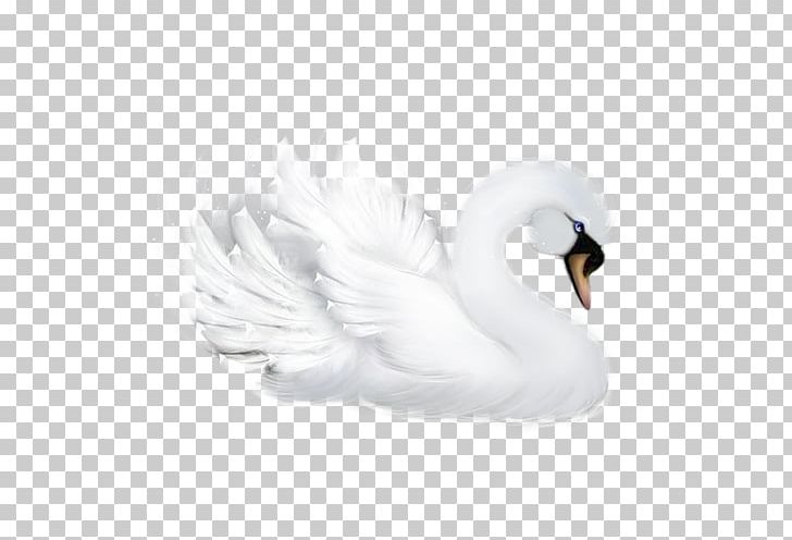 Goose Bird Duck Mute Swan Cygnini PNG, Clipart, Animals, Beak, Bird, Cygnini, Desktop Wallpaper Free PNG Download