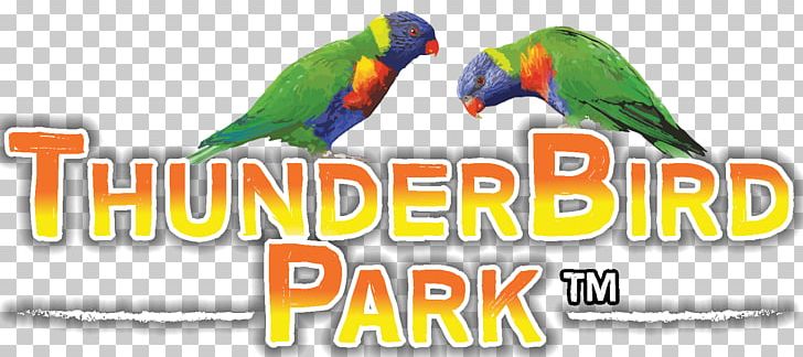 Macaw Bird Parakeet Beak PNG, Clipart, Advertising, Beak, Bird, Bird Supply, Fauna Free PNG Download