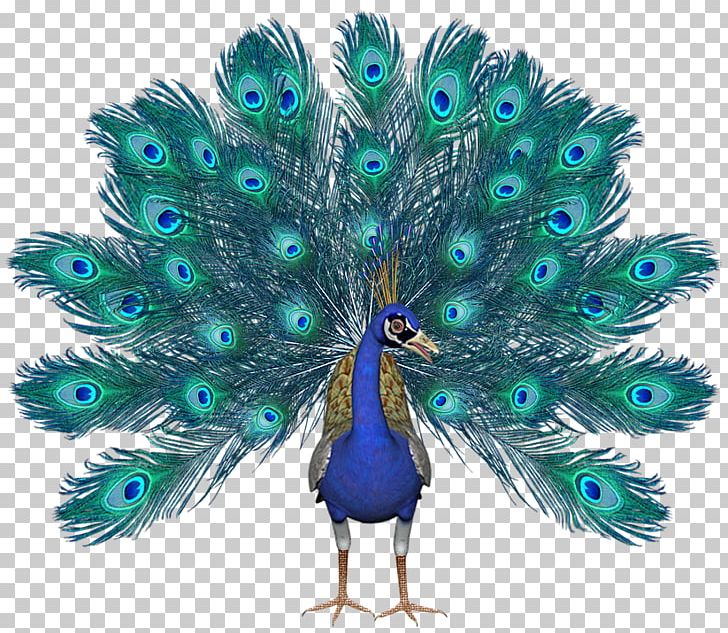 Portable Network Graphics Peafowl JPEG PNG, Clipart, Asiatic Peafowl ...