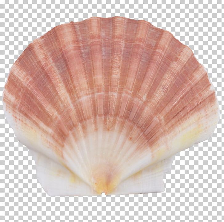 Seashell Cockle Scallop Conchology Oyster PNG, Clipart, Animal, Animal Product, Animals, Apartment, Clam Free PNG Download