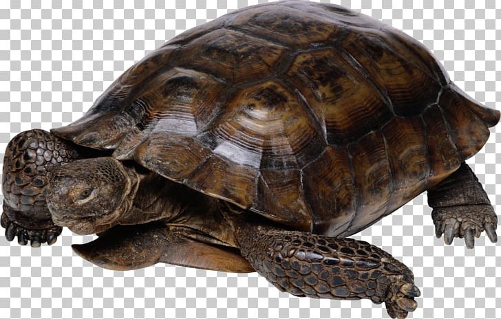 Turtle Galapagos Giant Tortoise Birthday Reptile PNG, Clipart, Animal, Animals, Box Turtle, Chelydridae, Common Snapping Turtle Free PNG Download