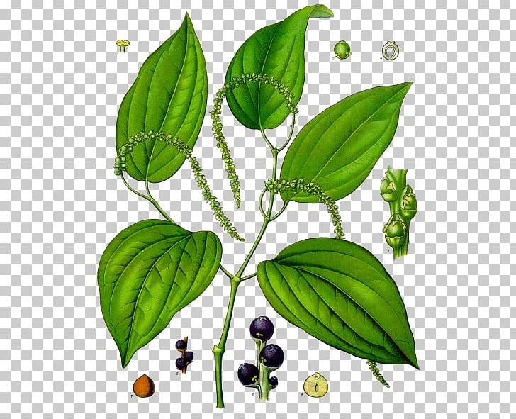 Black Pepper Long Pepper Piperaceae Spice Sichuan Pepper PNG, Clipart, Bell Pepper, Black, Black Pepper, Bors, Capsicum Annuum Free PNG Download