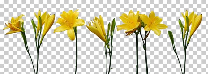 Flower Yellow Rose PNG, Clipart, Bud, Common Daisy, Crocus, Cut Flowers, Desktop Wallpaper Free PNG Download