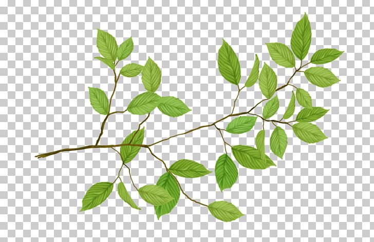 Leaf PNG, Clipart, Autocad Dxf, Branch, Clip Art, Encapsulated Postscript, Herb Free PNG Download