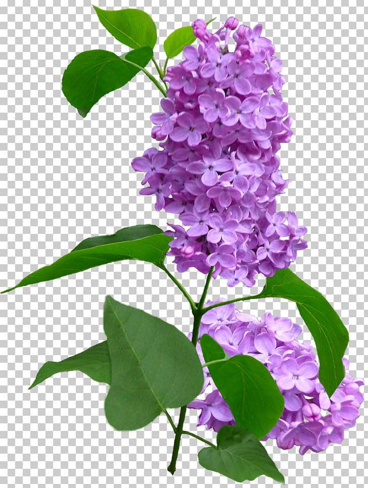 Lilac Violet Flower Purple Plant PNG, Clipart, Annual Plant, Branch, Color, Flower, Flower Bouquet Free PNG Download
