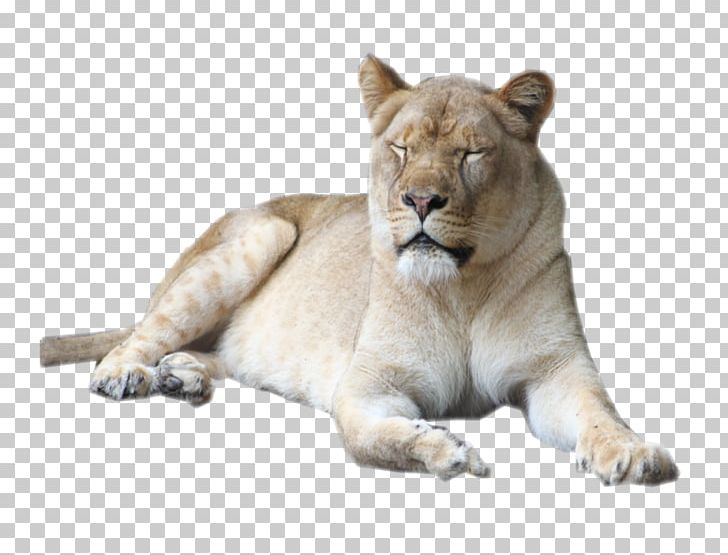 Lion Cougar Female Serengeti Big Cat PNG, Clipart, Animal, Animals, Art, Big Cat, Big Cats Free PNG Download