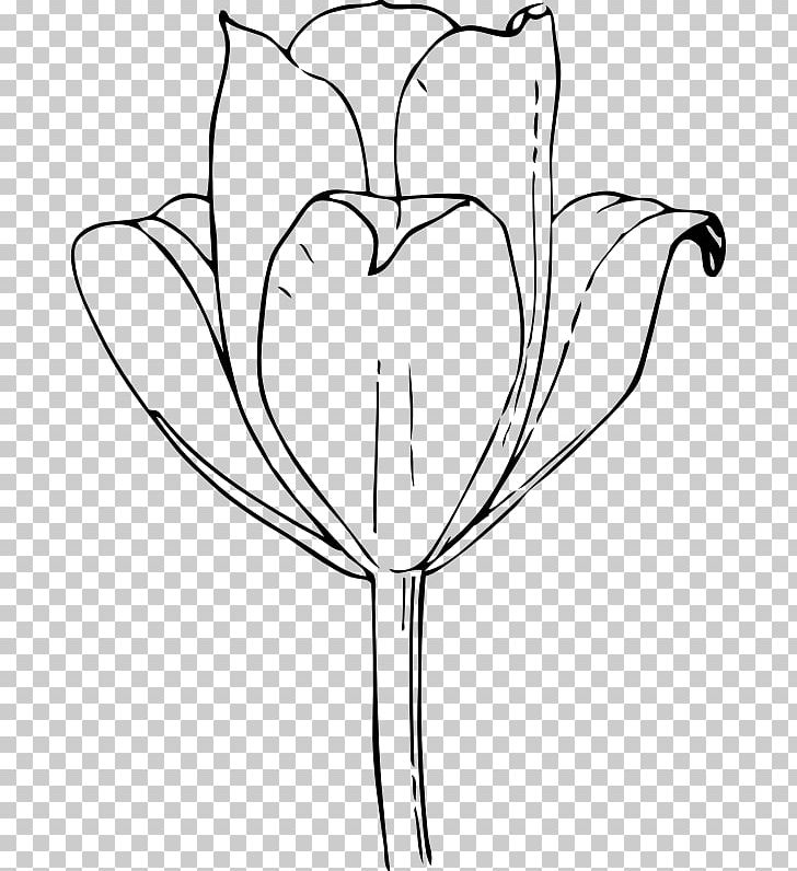Tulip Drawing Flower PNG, Clipart, Artwork, Black And White, Clip Art, Coloring Book, Cut Flowers Free PNG Download
