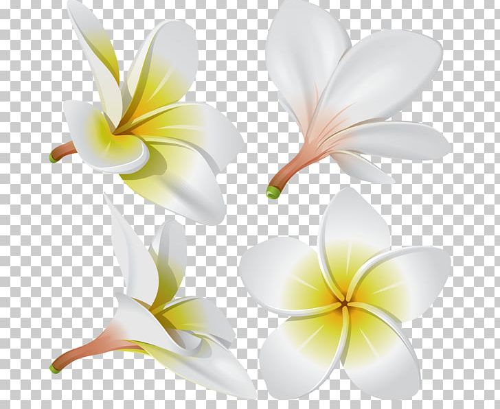 Frangipani Flower PNG, Clipart, Cicekler, Cut Flowers, Flora, Flower, Flowering Plant Free PNG Download