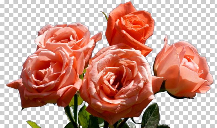Garden Roses Cabbage Rose Floribunda Flower Pink PNG, Clipart, Cabbage Rose, Cicek, Cut Flowers, Floribunda, Flower Free PNG Download