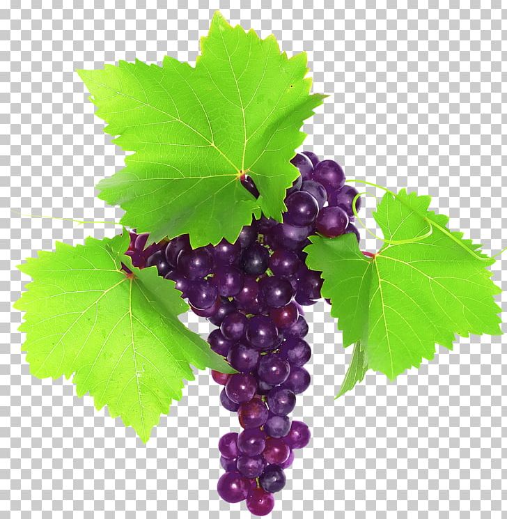 Grape Photography PNG, Clipart, Coreldraw, Dada, Dwg, Encapsulated Postscript, Fae Free PNG Download