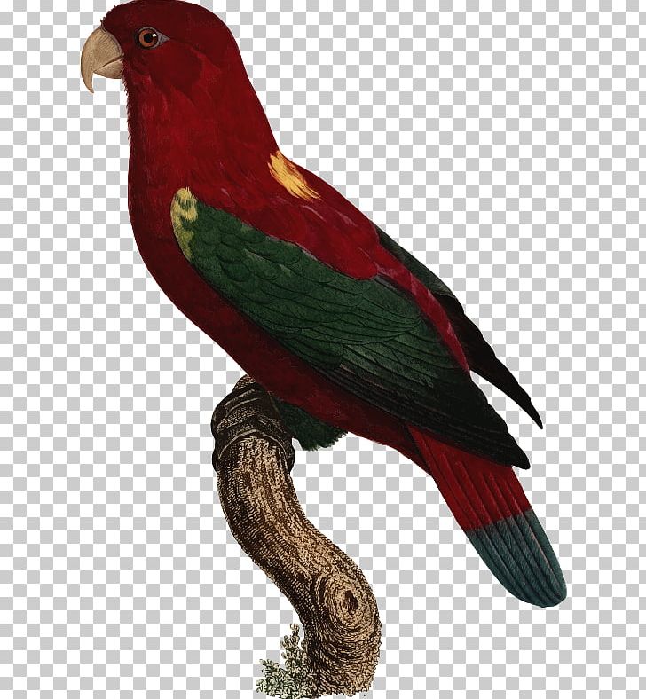 Macaw Lories And Lorikeets Parakeet Beak Feather PNG, Clipart, Animals, Beak, Bird, Common Pet Parakeet, Fauna Free PNG Download
