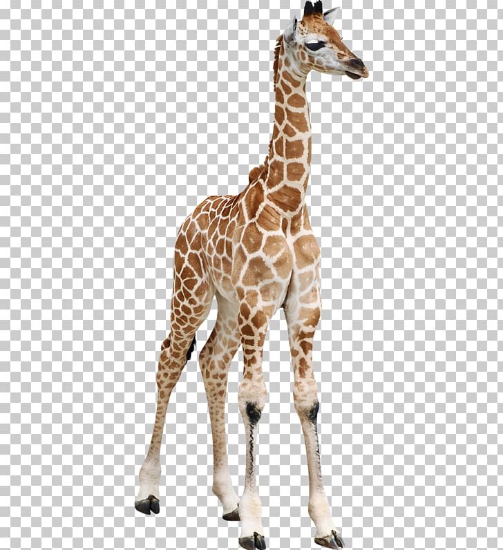 Reticulated Giraffe Calf Masai Giraffe Baby Giraffes Okapi PNG, Clipart, Animal, Animals, Baby Giraffes, Camelopardalis, Child Free PNG Download