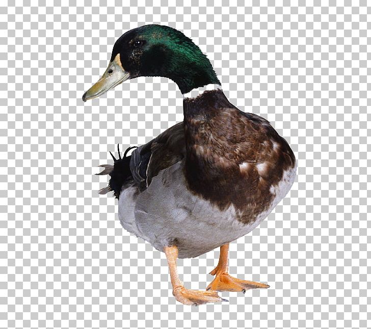 Duck Hunt American Pekin Goose Cygnini PNG, Clipart, American Pekin, Anatidae, Animal, Animals, Bea Free PNG Download