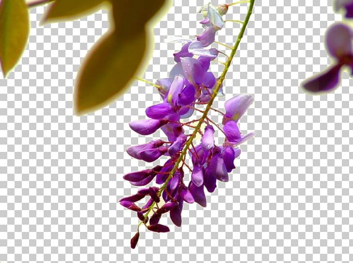 Wisteria Sinensis Flower Violet Euclidean PNG, Clipart, Art, Branch, Color, Flora, Flower Free PNG Download
