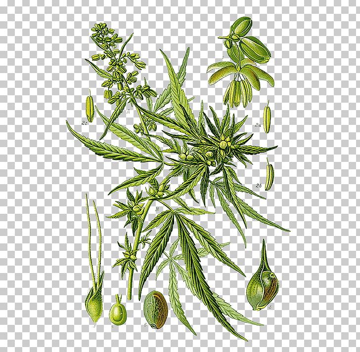 Cannabis Sativa Medical Cannabis Marijuana Sativum PNG, Clipart, Botanical Illustration, Botany, Cannabis, Cannabis Cultivation, Cannabis Sativa Free PNG Download