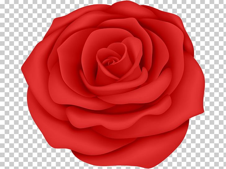 Garden Roses Desktop PNG, Clipart, Art, Blue Rose, Cut Flowers, Desktop Wallpaper, Drawing Free PNG Download
