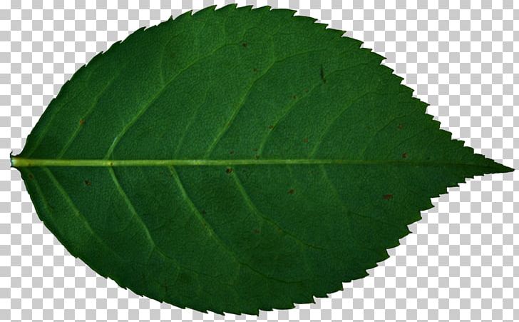 Leaf Rose Plant Stock Photography PNG, Clipart, Color, Deviantart, Extract, Gastroesophageal Reflux Disease, Health Free PNG Download