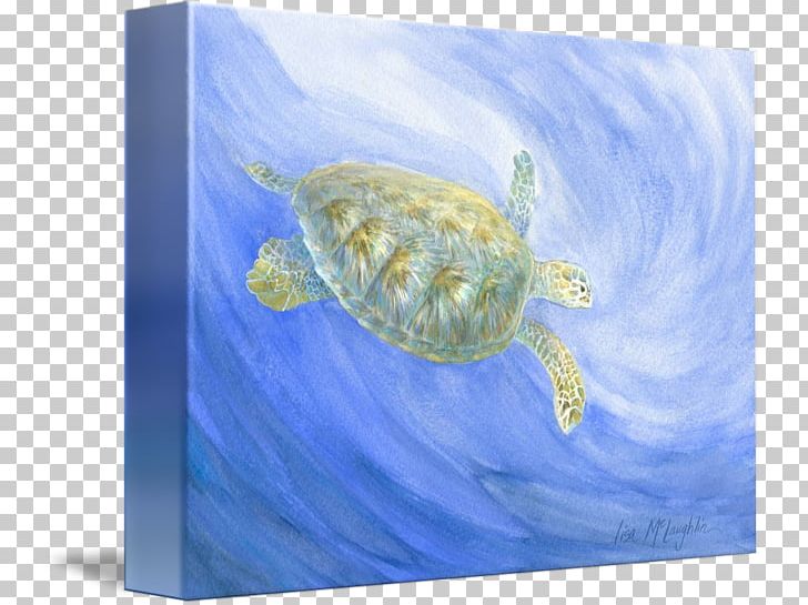 Loggerhead Sea Turtle Marine Biology Marine Mammal PNG, Clipart, Animals, Biology, Curtain, Douchegordijn, Fauna Free PNG Download
