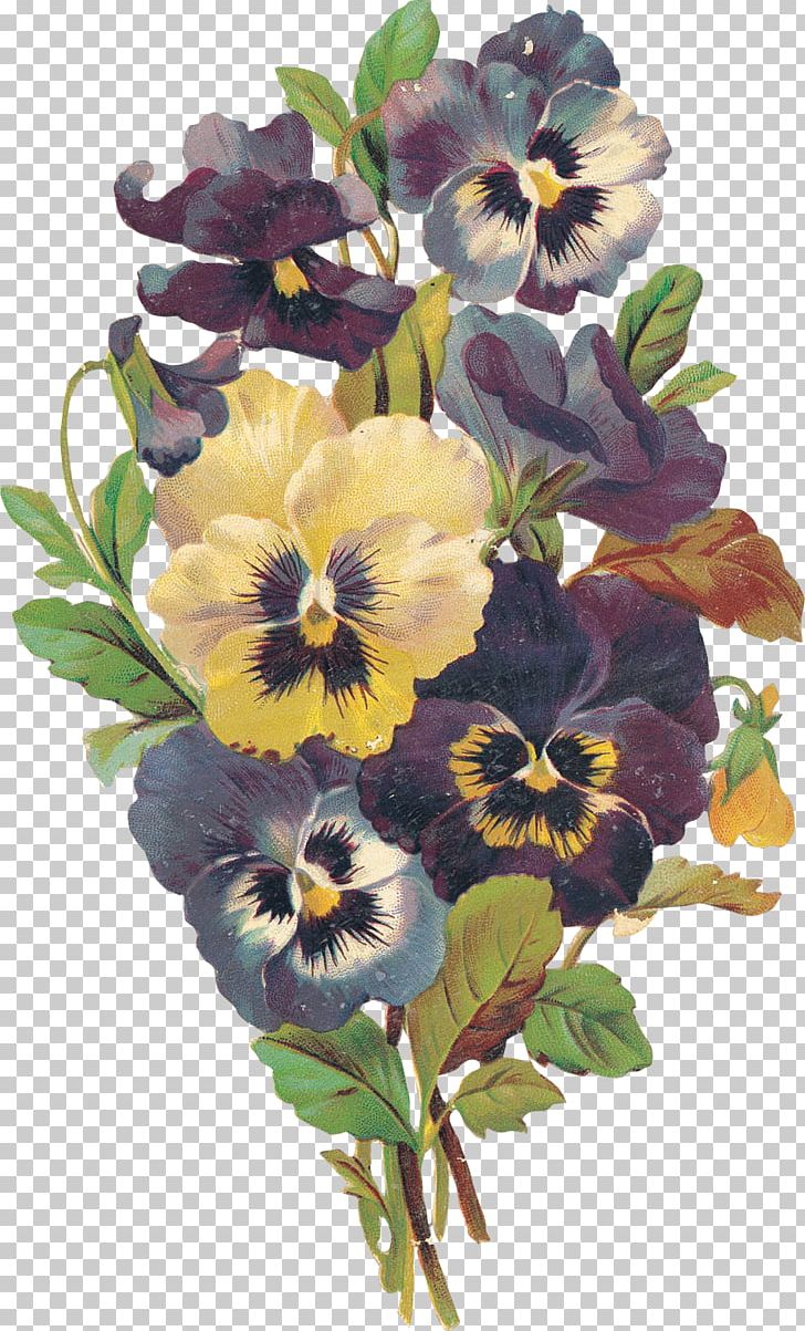 Pansy Flower Violet Blume PNG, Clipart, Annual Plant, Bisou, Blume, Cut Flowers, Etoile Free PNG Download
