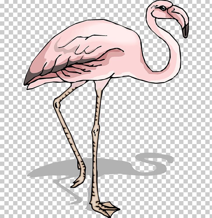 Bird Flamingo Pelican PNG, Clipart, Animals, Beak, Bird, Crane Like Bird, Download Free PNG Download
