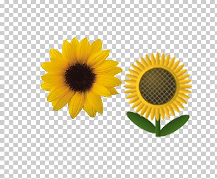 Common Sunflower PNG, Clipart, Bloom, Brush, Computer Program, Cutout, Daisy Family Free PNG Download