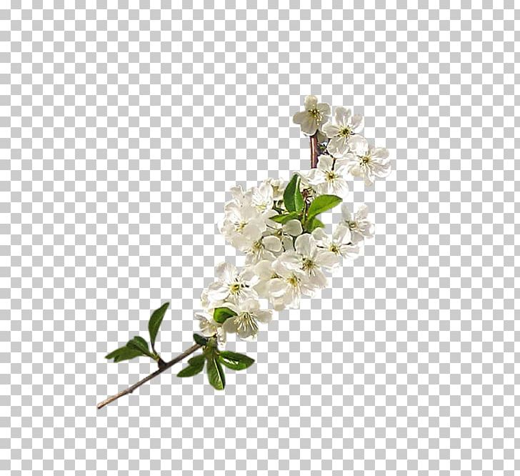 Flower Encapsulated PostScript Albom PNG, Clipart, Albom, Blossom, Branch, Computer Icons, Cut Flowers Free PNG Download