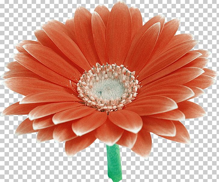 Transvaal Daisy Cut Flowers PNG, Clipart, Archive File, Cut Flowers, Daisy Family, Flower, Flowering Plant Free PNG Download