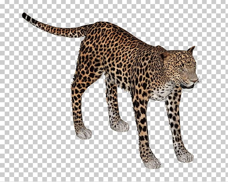 African Leopard Lion Indian Leopard Cheetah Felidae PNG, Clipart, Afr, Animal Figure, Animals, Big Cat, Big Cats Free PNG Download