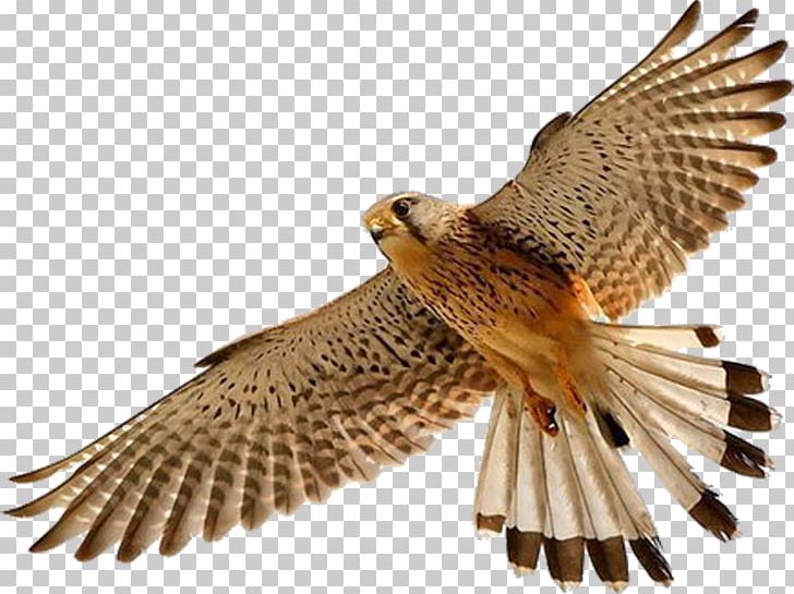 Bird Falcon PNG, Clipart, Accipitriformes, Animals, Beak, Bird, Bird Of Prey Free PNG Download