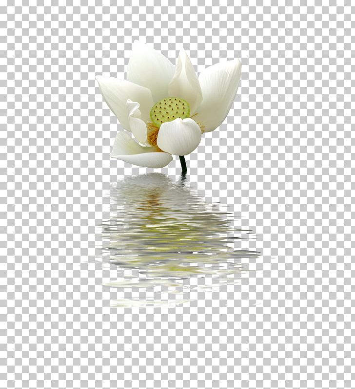 Nelumbo Nucifera White Pygmy Water-lily Green PNG, Clipart, Computer Wallpaper, Designer, Flower, Flowering Plant, Graphic Design Free PNG Download