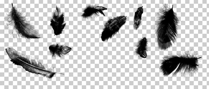 Brush Feather Drawing Art PNG, Clipart, Angle, Animals, Art, Artwork, Black Free PNG Download