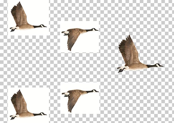 Goose Bird Duck Crane Anatidae PNG, Clipart, Anatidae, Animal, Animal Migration, Animals, Beak Free PNG Download