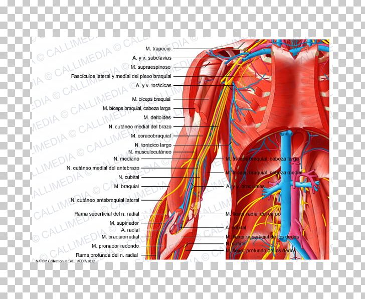 Nerve Arm Nervous System Elbow Vein PNG, Clipart, Anatomy, Arm, Artery, Blood Vessel, Elbow Free PNG Download