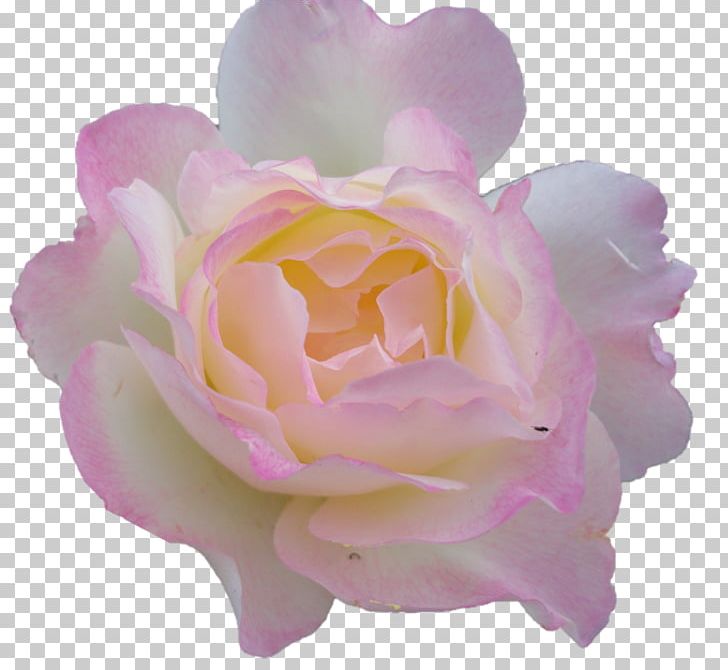 Garden Roses Cabbage Rose Floribunda Peony Cut Flowers PNG, Clipart, Cut Flowers, Darshan, Floribunda, Flower, Flowering Plant Free PNG Download