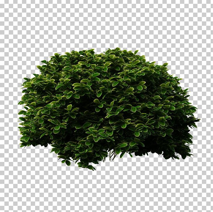 Shrub Tree Evergreen Bridal-wreaths PNG, Clipart, Box, Bridal, Bridalwreaths, Bush, Deviantart Free PNG Download