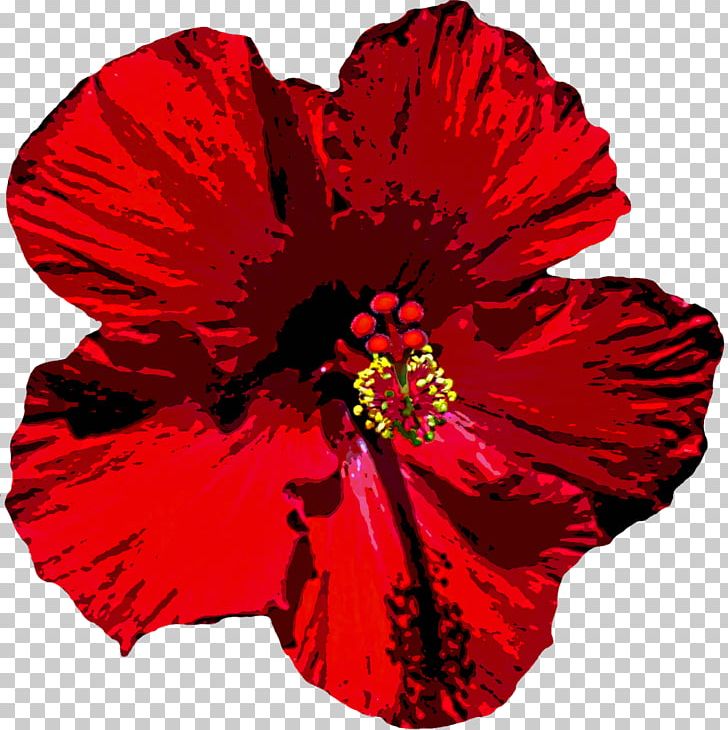 Mallows Common Hibiscus Shoeblackplant Flower Red PNG, Clipart, Annual Plant, Carnation, China Rose, Common Hibiscus, Flower Free PNG Download