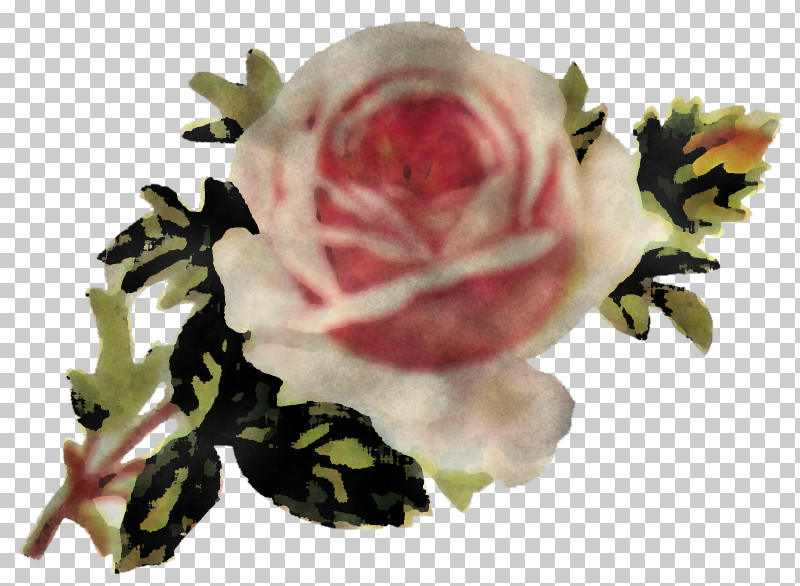 Garden Roses PNG, Clipart, Cut Flowers, Floribunda, Flower, Garden Roses, Hybrid Tea Rose Free PNG Download