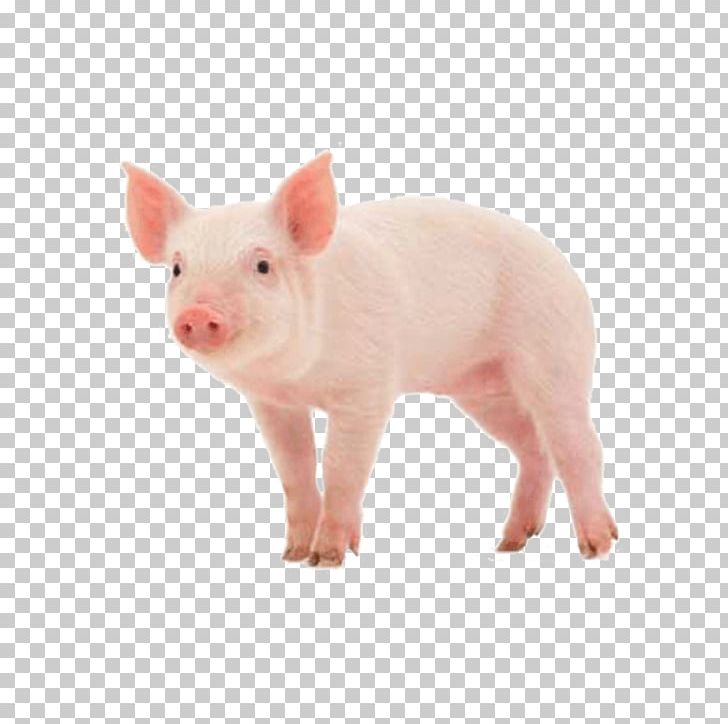 Danish Landrace Pig Skinny Pig Stock Photography PNG, Clipart, Animals, Danish Landrace Pig, Depositphotos, Desktop Wallpaper, Domestic Pig Free PNG Download