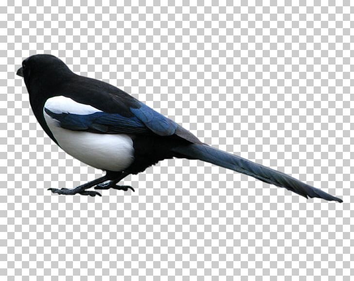 Eurasian Magpie Crow Magpie Duck Bird American Sparrows PNG, Clipart, American Sparrows, Animals, Beak, Bird, Crow Free PNG Download