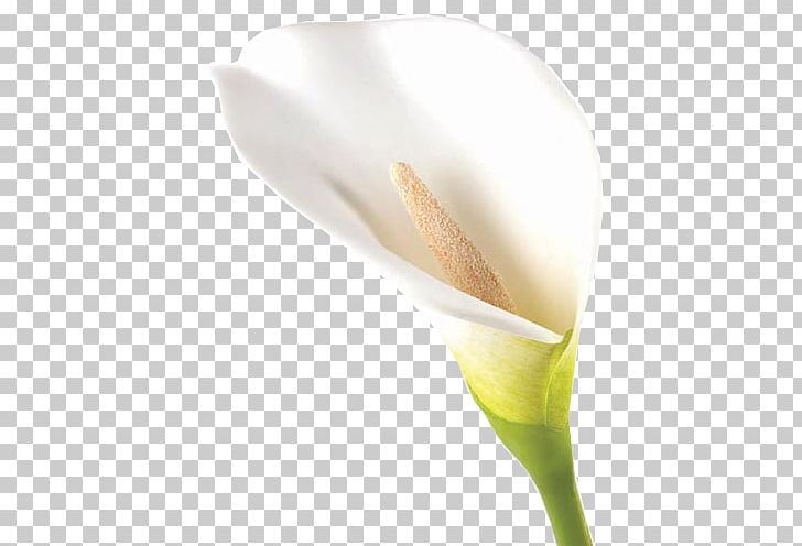 Arum Lilies Calas Flower Bud PNG, Clipart, Alismatales, Arum, Arum Family, Arum Lilies, Bud Free PNG Download