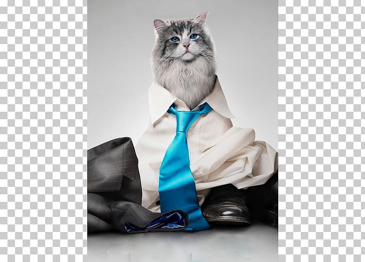 Film Poster Film Poster Cinema 0 PNG, Clipart, 2016, Barry Sonnenfeld, Cat, Cat Like Mammal, Cinema Free PNG Download