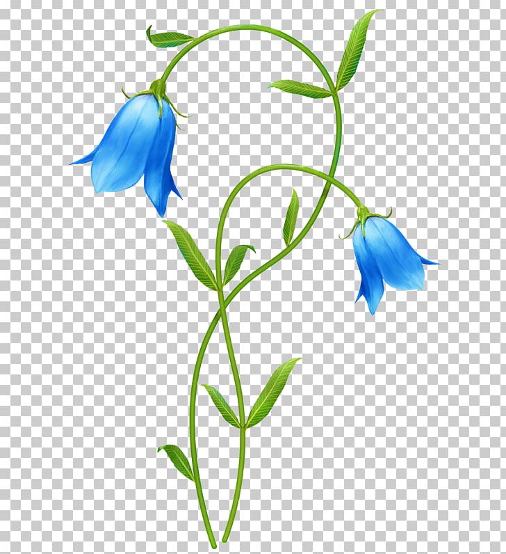 Flower Lily Of The Valley PNG, Clipart, Artwork, Bellflower, Bellflower Family, Blue, Blue Rose Free PNG Download