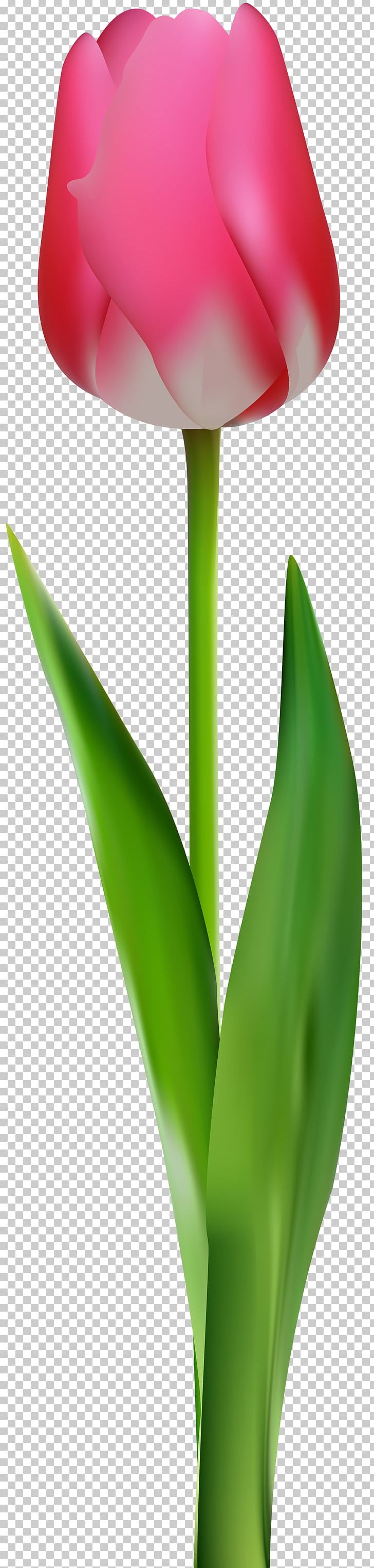 Flowering Plant Cut Flowers Tulip PNG, Clipart, Arum, Cut Flowers, Flower, Flowering Plant, Flowerpot Free PNG Download