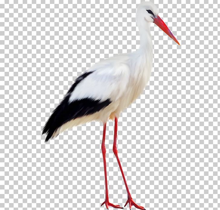 White Stork Bird Black Stork PNG, Clipart, Animaatio, Animals, Beak, Bird, Black Stork Free PNG Download