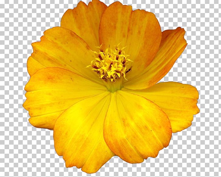 Yellow Flower Dahlia PNG, Clipart, Annual Plant, Calendula, Cicekler, Cicek Resimleri, Color Free PNG Download