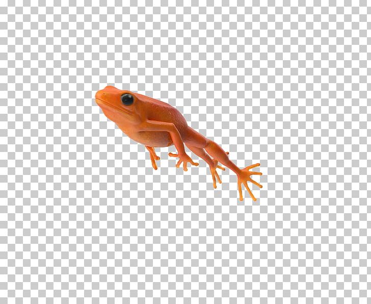 Frog Jumping Contest Salamander PNG, Clipart, Amphibian, Amphibians, Animals, Download, Encapsulated Postscript Free PNG Download