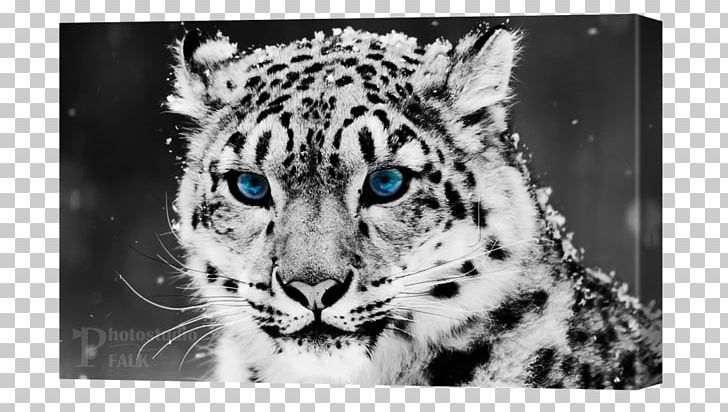 Snow Leopard Felidae Tiger Cheetah PNG, Clipart, Animals, Big Cats, Black And White, Carnivoran, Cat Like Mammal Free PNG Download