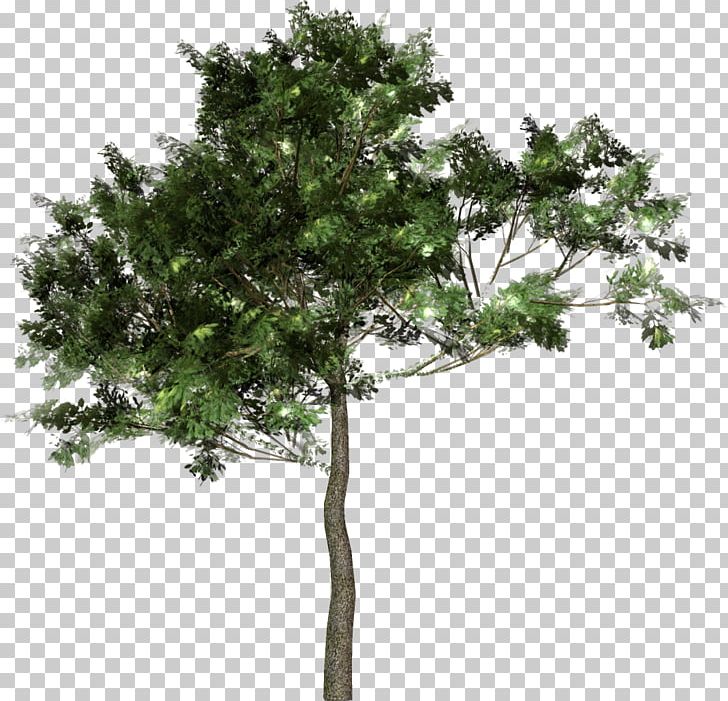 Tree Forest Woody Plant PNG, Clipart, Branch, Crown, Forest, Garden, Green Tree Free PNG Download