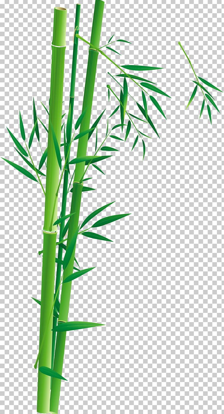 Bamboo Poster Bambusa Oldhamii Illustration PNG, Clipart, Advertising, Angle, Bamboo Blossom, Bamboo Border, Bamboo Frame Free PNG Download