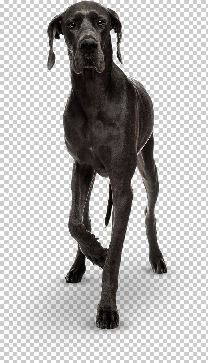 Great Dane Cane Corso Dog Breed Puppy Giant George PNG, Clipart, Animal, Animals, Black And White, Cane Corso, Carnivoran Free PNG Download